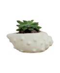Mini Çiçek Saksı Küçük Sukulent Beyaz Kaktüs Saksısı Deniz Kabuğu Model